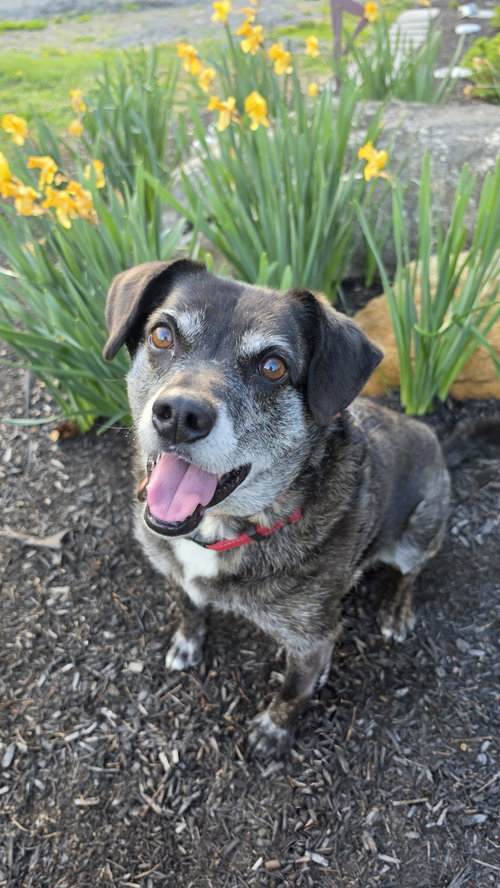 Ollie (Noah) Alabama, an adoptable Terrier in Rockaway, NJ