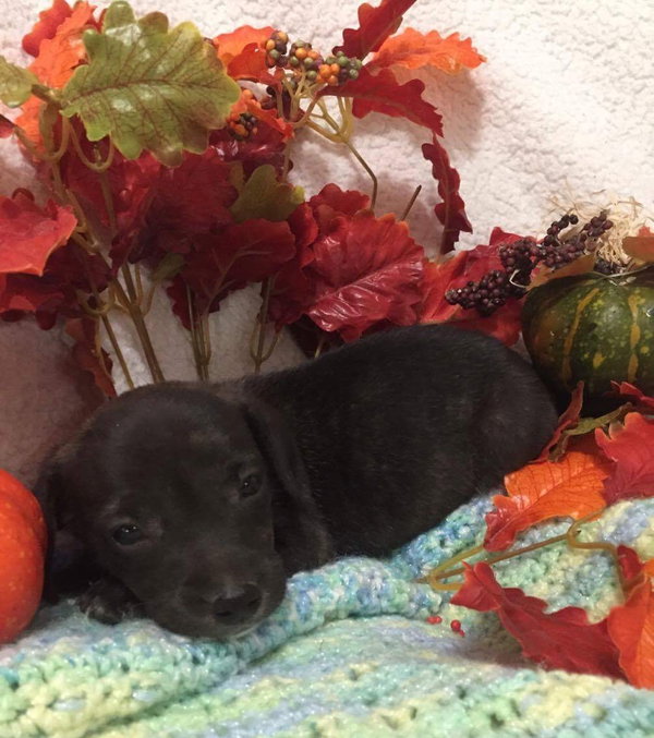 Ollie (Noah) Alabama