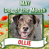 Ollie (Noah Alabama)