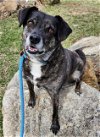 adoptable Dog in rockaway, NJ named Ollie (Noah Alabama)