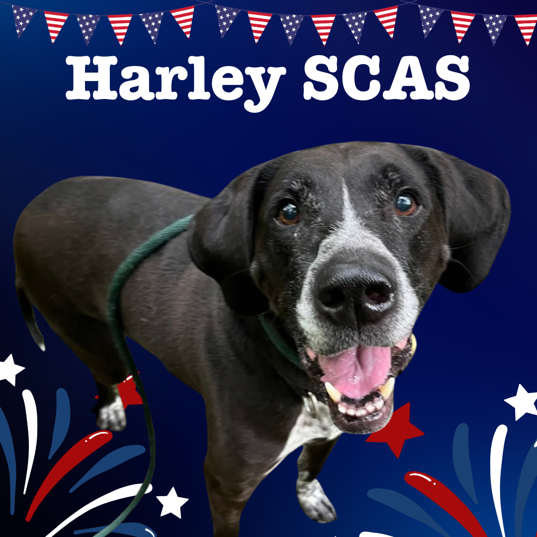 Harley SCAS