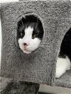 adoptable Cat in rockaway, NJ named Spike RM