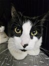 adoptable Cat in rockaway, NJ named Rex RM