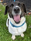 adoptable Dog in rockaway, NJ named Huck Bailey