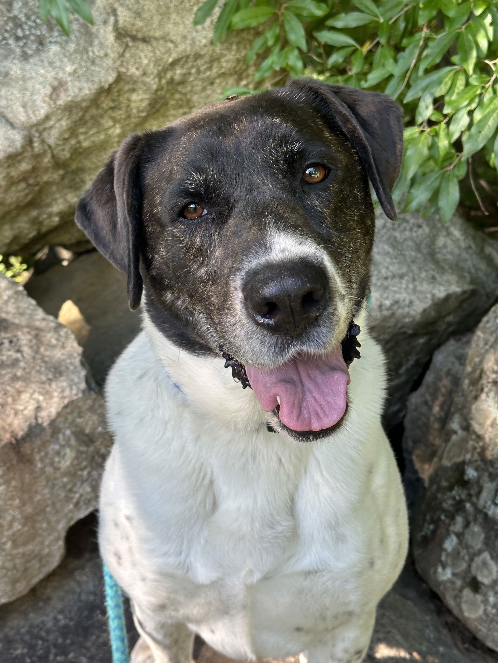 adoptable Dog in Rockaway, NJ named Huck Bailey