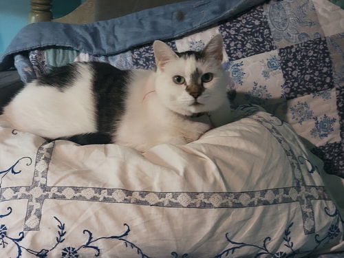 Lana (Oreo)