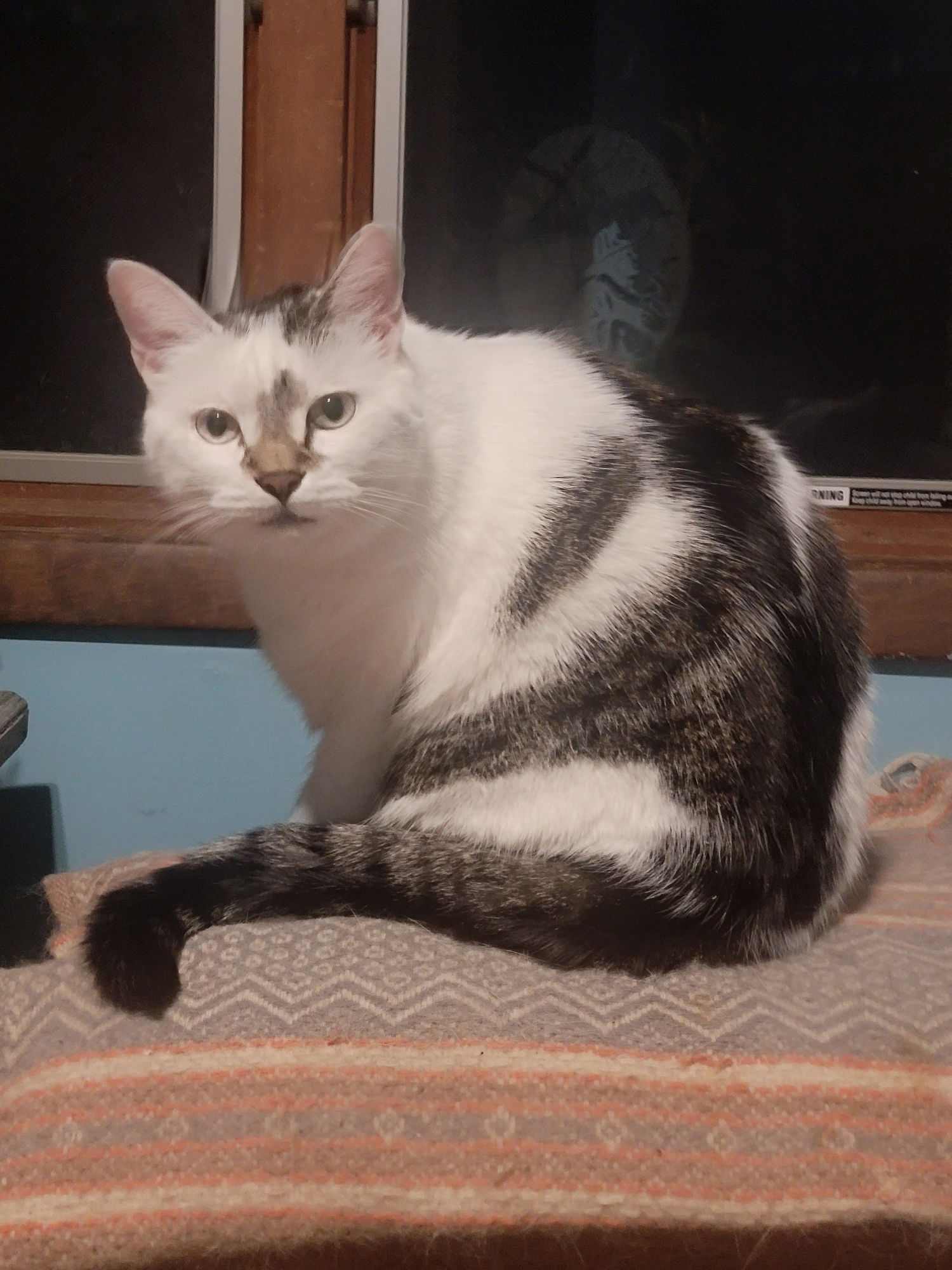 adoptable Cat in Rockaway, NJ named Lana (Oreo)