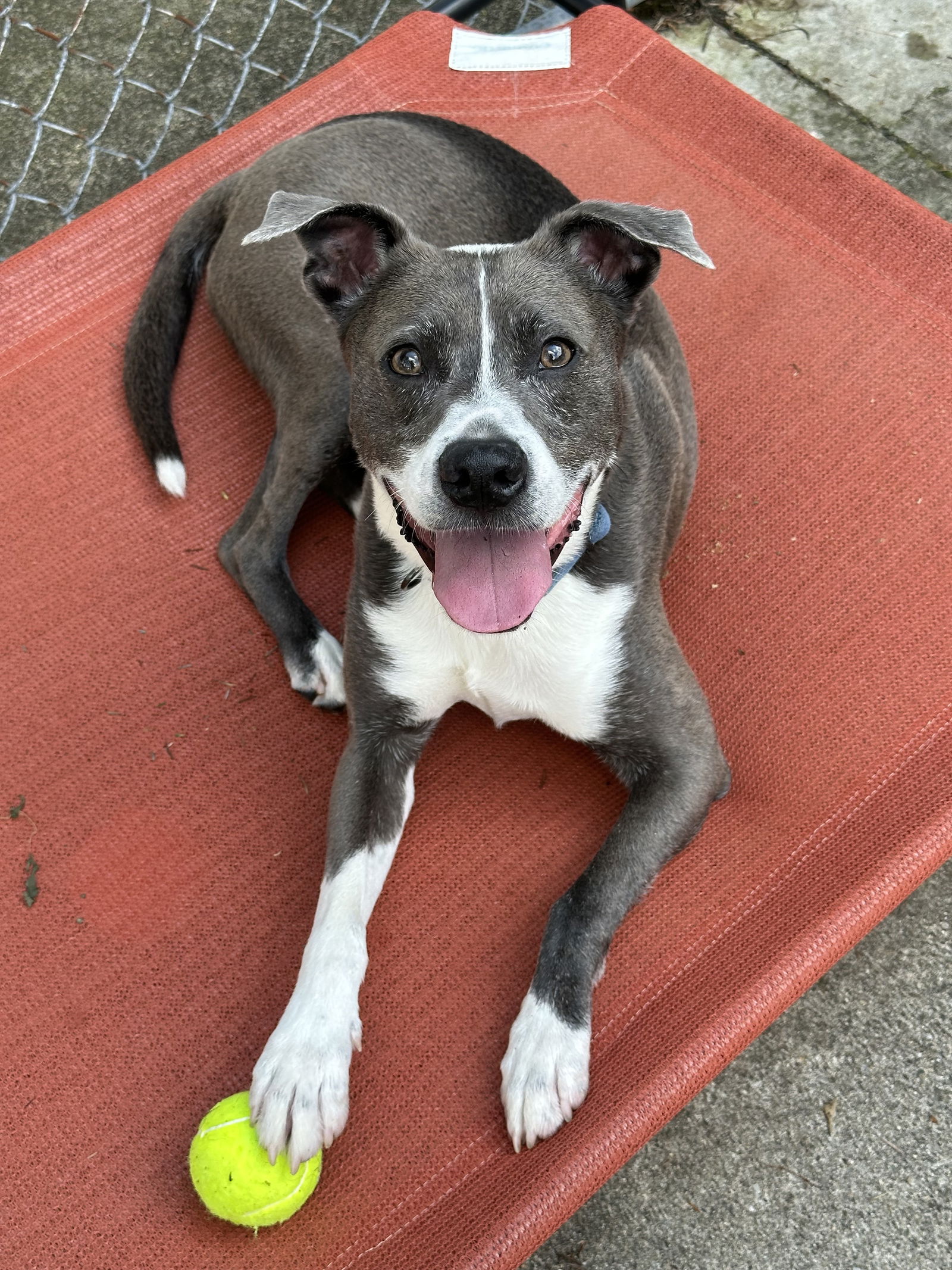 adoptable Dog in Rockaway, NJ named Blue Steele