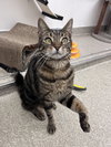 Opie RM - Photo 2