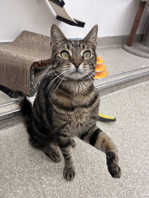 OPIE RM - Domestic Short Hair available for adoption