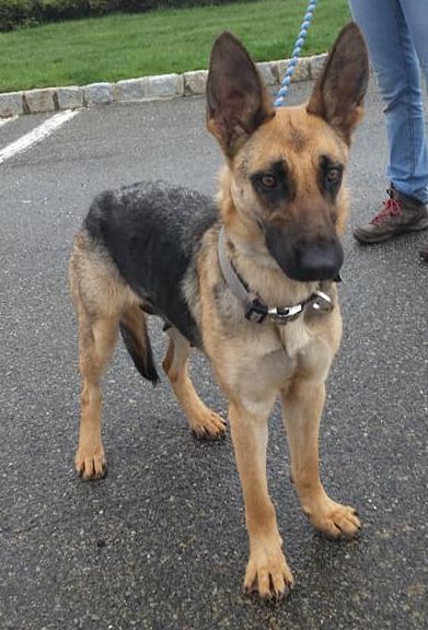 german shepherd medium coat dog
