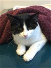 adoptable Cat in , NJ named Lilly