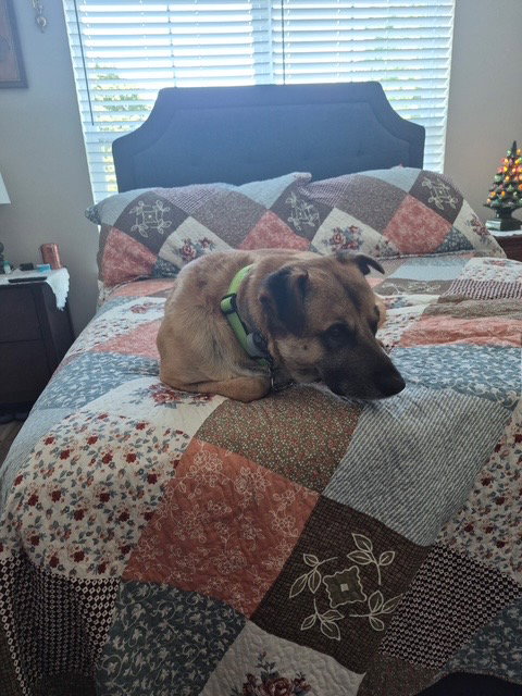 Simba Lonestar