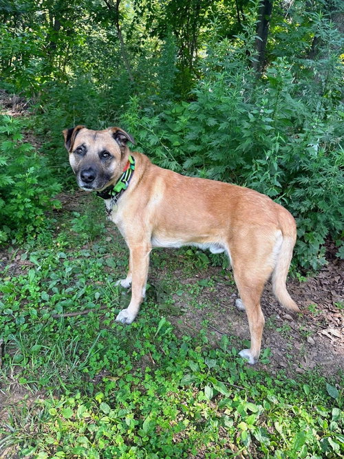 Simba Lonestar, photo 5