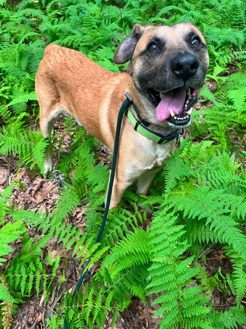 Simba Lonestar, photo 2