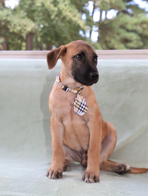 Simba Lonestar photo 3