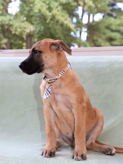 Simba Lonestar photo 4
