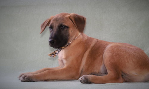 Simba Lonestar photo 5