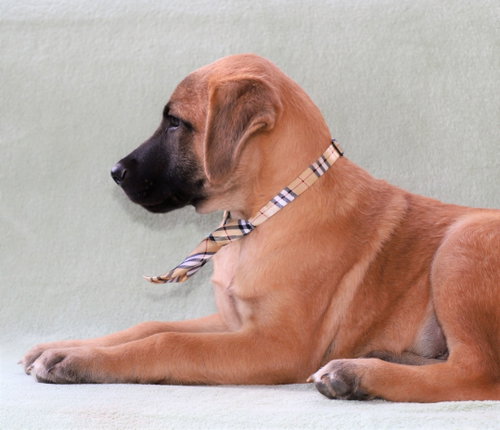 Simba Lonestar photo 6