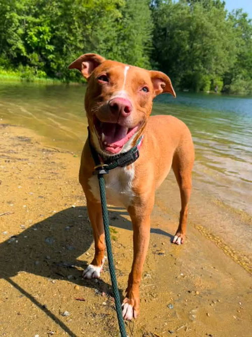 Kylo Lonestar*