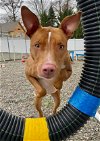 adoptable Dog in , NJ named Kylo Lonestar*