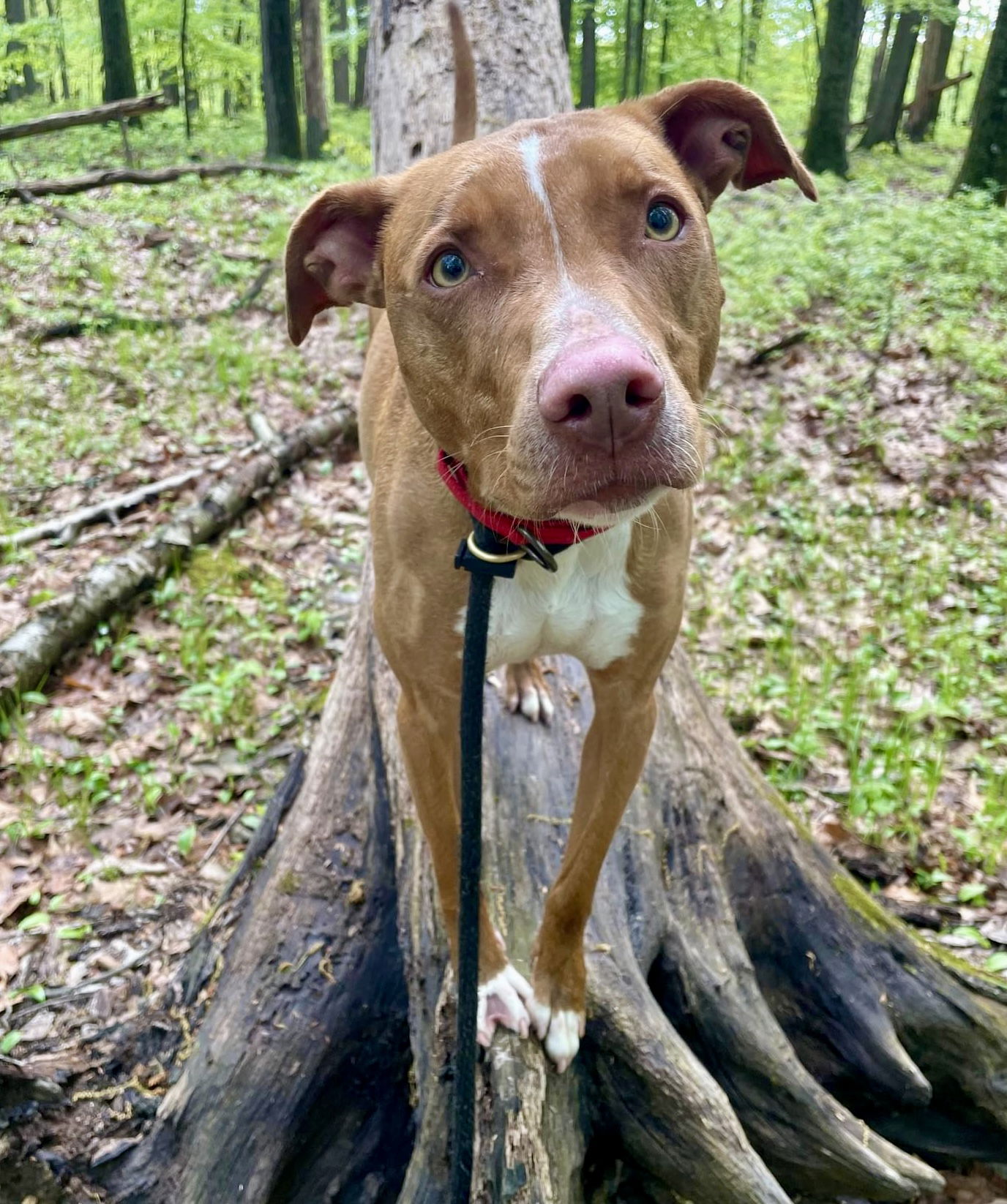 adoptable Dog in Rockaway, NJ named Kylo Lonestar*