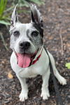 Roxy (Harmony Bailey)