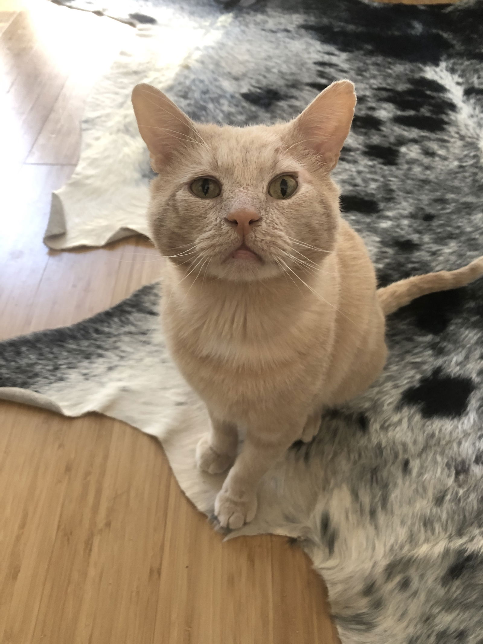 adoptable Cat in Rockaway, NJ named Morris (Momo)