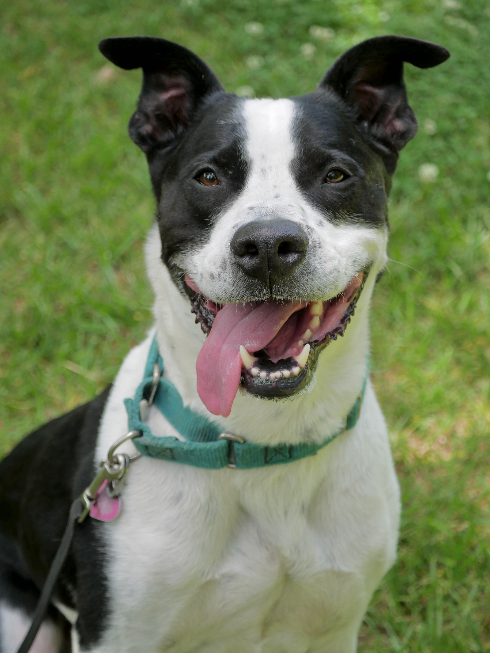adoptable Dog in Randolph, NJ named Kubo Lonestar