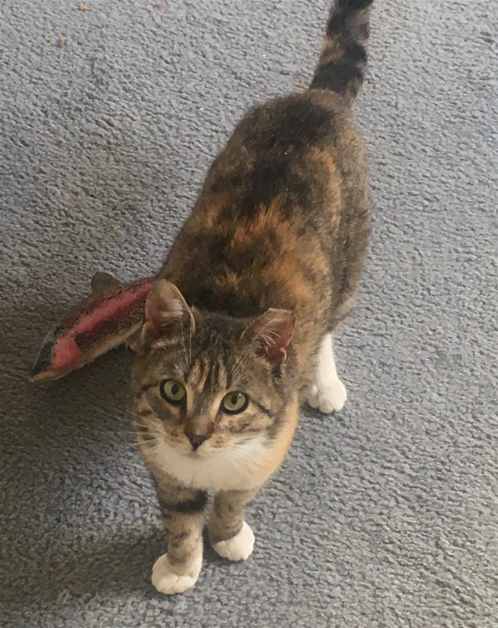 adoptable Cat in Rockaway, NJ named Winnie
