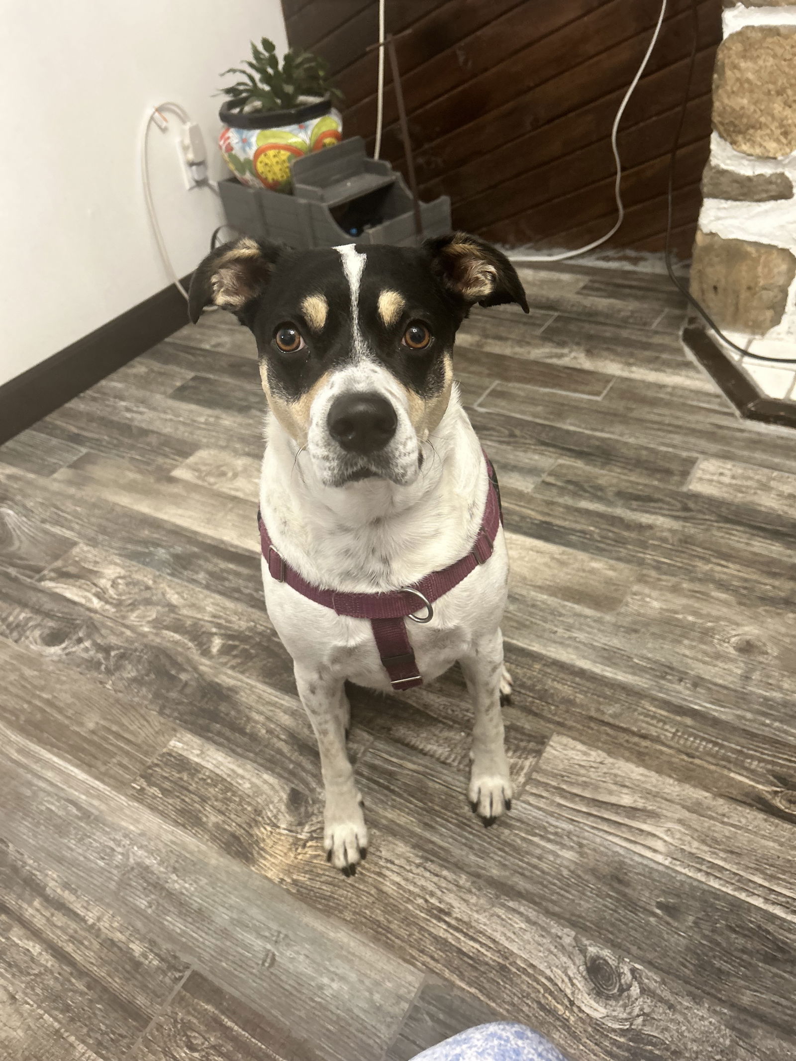 adoptable Dog in Rockaway, NJ named Jelly Lonestar