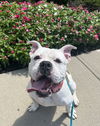 adoptable Dog in Rockaway, NJ named Wilbert Newark