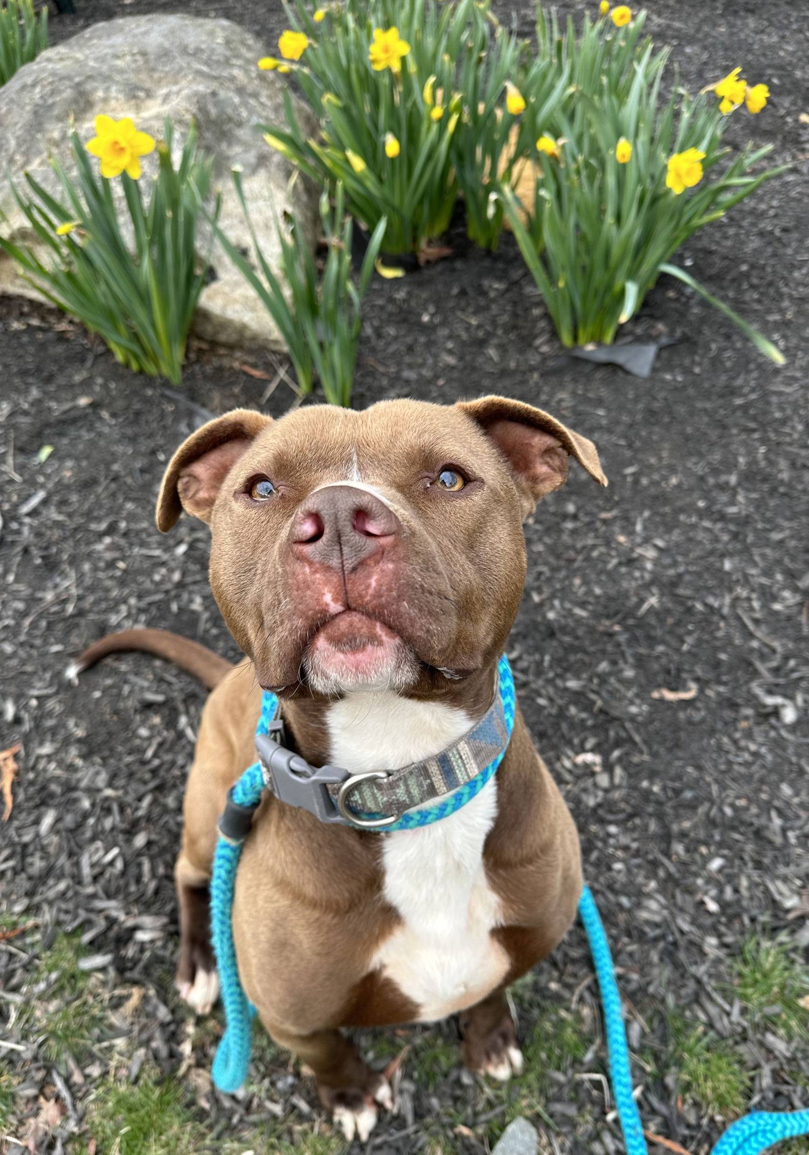 adoptable Dog in Rockaway, NJ named Rubie (Hagrid Clayton)