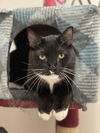 adoptable Cat in Rockaway, NJ named Theo RM