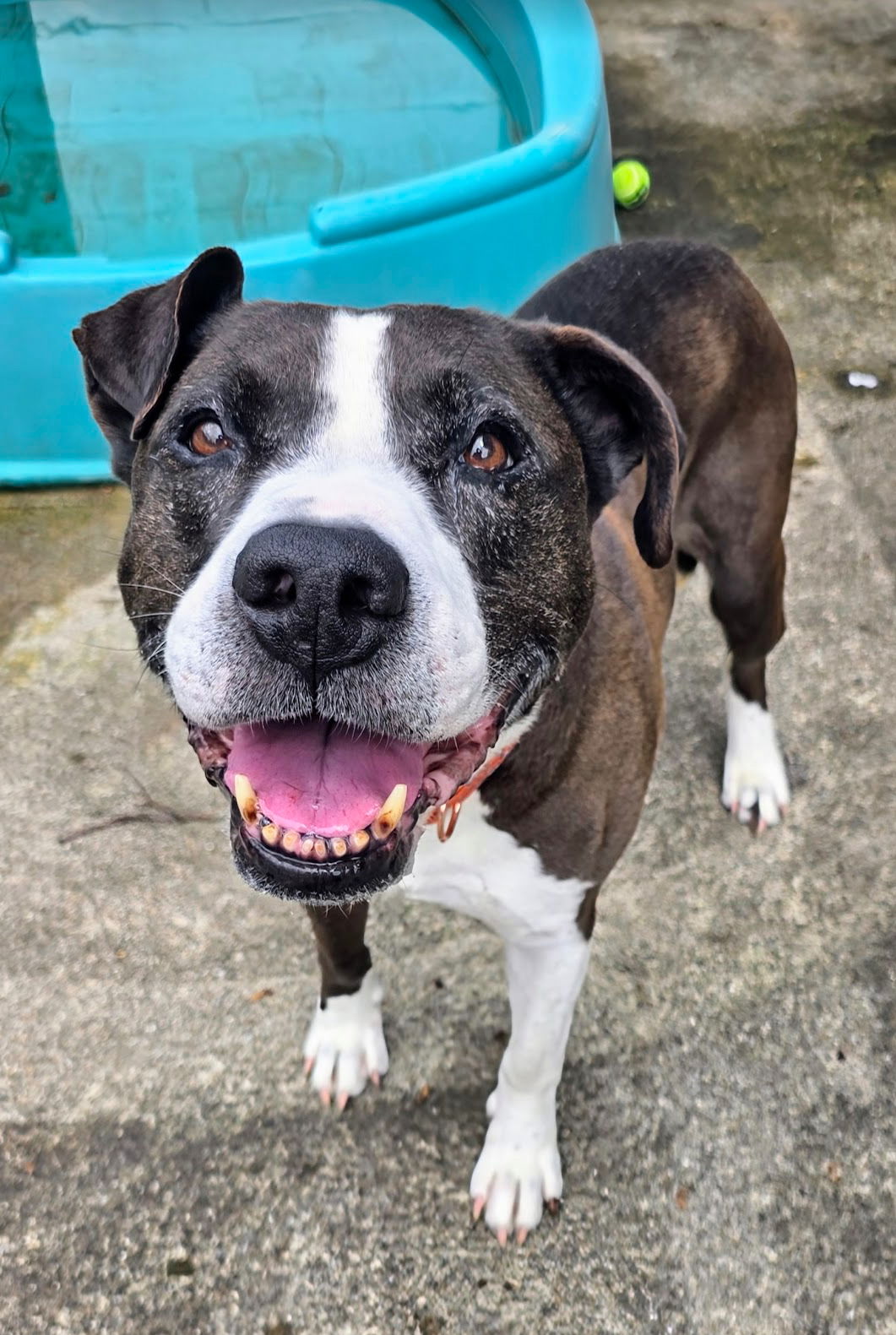 adoptable Dog in Rockaway, NJ named Pascal Clayton
