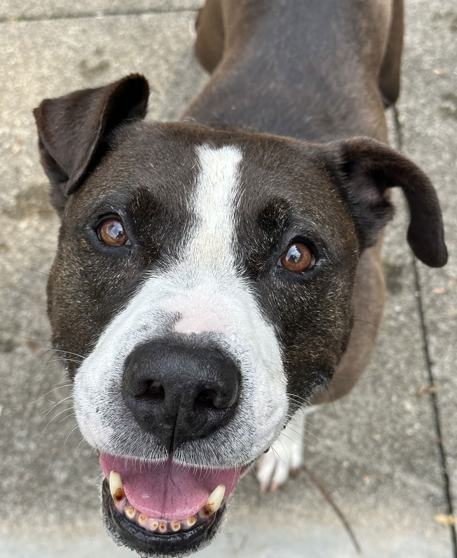 adoptable Dog in Rockaway, NJ named Pascal Clayton