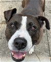 adoptable Dog in rockaway, NJ named Pascal Clayton