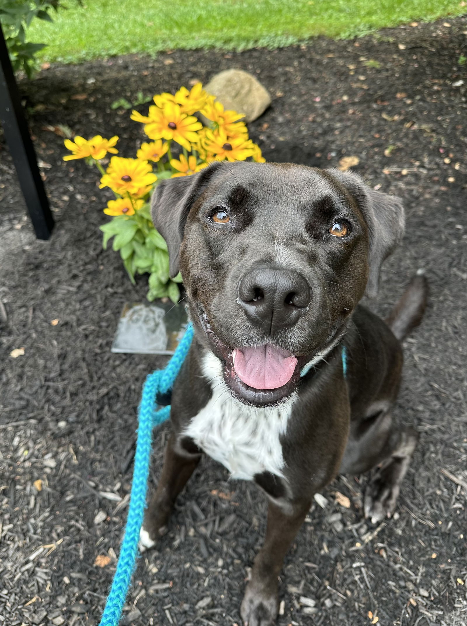 adoptable Dog in Rockaway, NJ named Rocky