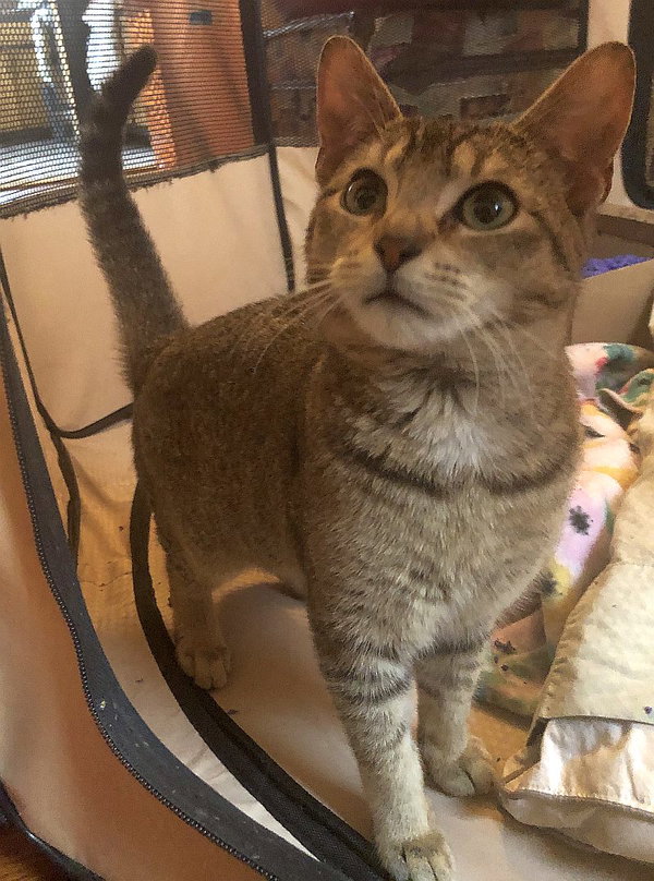 Milo