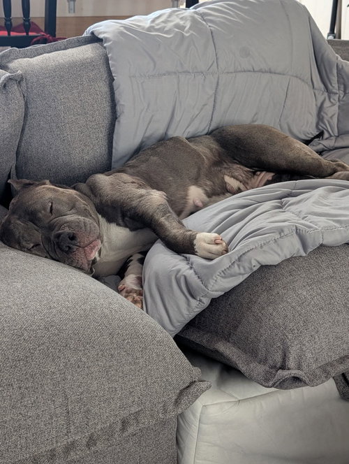 HARLEY QUINN NJ - American Pit Bull Terrier available for adoption