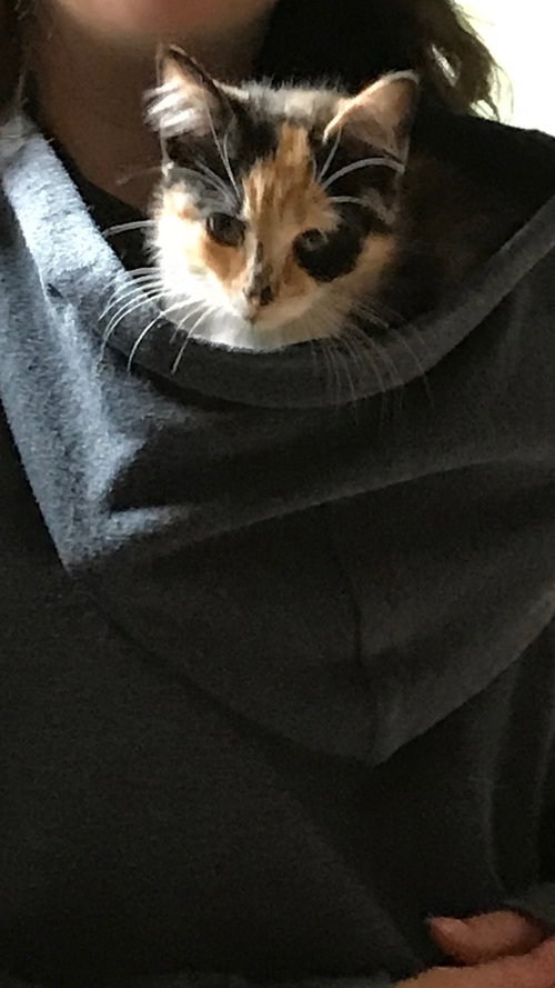MINNIE 2 RM - Calico available for adoption