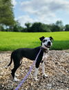 Oreo aka Sophia Lonestar