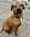 Chester/Zeus Steele