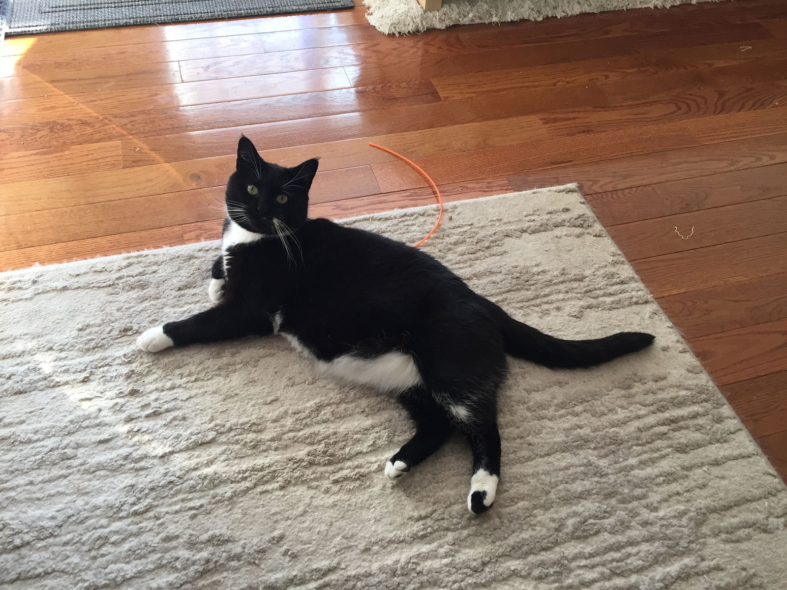 adoptable Cat in Rockaway, NJ named Juniper