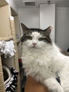 adoptable Cat in Rockaway, NJ named Domino RM