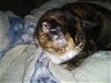 adoptable Cat in rockaway, NJ named Jolie