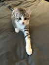 Rosie's Duke KITTEN