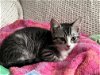 adoptable Cat in rockaway, NJ named Rosie