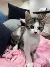 Rosie's Starla KITTEN