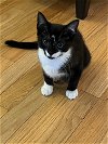 adoptable Cat in rockaway, NJ named Rosie